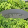Waterschaal antraciet gecoat staal 3 mm 100x21 cm