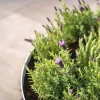 Plantenbak Bocca gecoat staal Ø100x51 cm