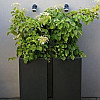 Plantenbak Carrez met bodem aluminium 40x40x80 cm
