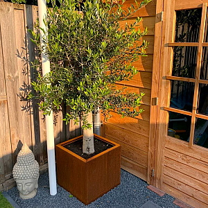 Cortenstaal vierkante plantenbak Miami 50x50x60 cm met bodemplaat + 4 wielen