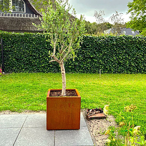 Cortenstaal vierkante plantenbak Miami 60x60x60 cm met bodemplaat