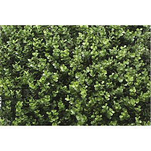 Kunsthaag Sylvana Buxus 100x100 cm
