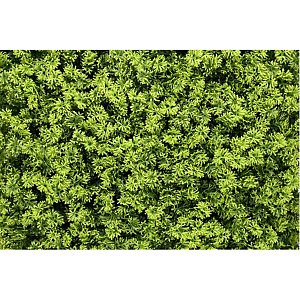 Kunsthaag Aad Mos 100x100 cm