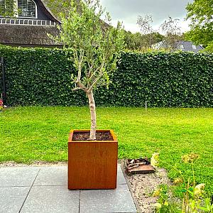 Cortenstaal vierkante plantenbak Miami 60x60x60 cm met bodemplaat