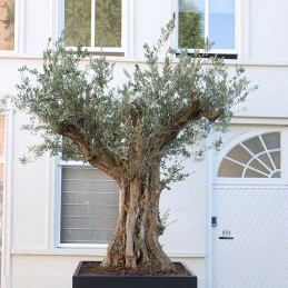 Plantenbak Carrez met bodem aluminium 50x50x50 cm