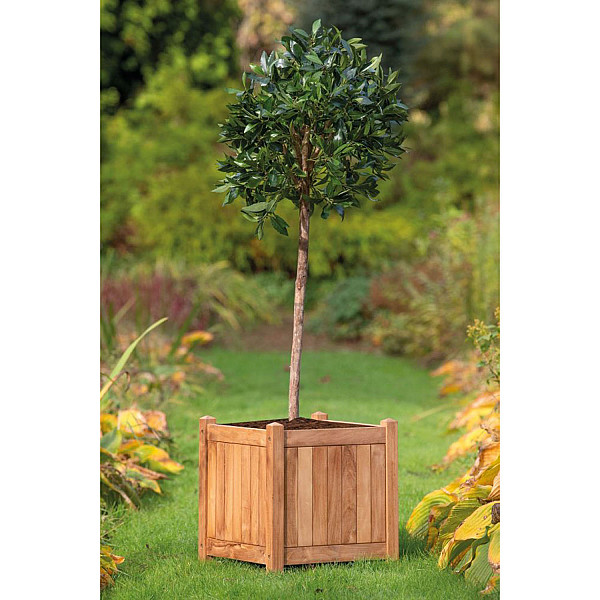 <h1><strong>Bloembak Teak </strong></h1><p>Een bloembak van teak is een plantenbak gemaakt van het hout van de teakboom (Tectona grandis). Teakhout is populair vanwege zijn natuurlijke schoonheid, duurzaamheid en weerbestendige eigenschappen.</p><h2>Productbeschrijving</h2><p>Materiaal: Hout</p><p>Houtsoort: Teak</p><p>Keurmerk: Indonesian legal wood</p><p>Diepte: 45 cm.</p><p>Breedte: 45 cm.</p><p>Hoogte: 47 cm.</p><p>Bevestigingsmaterialen inbegrepen: Nee</p><p>Extra informatie: Wordt geleverd als bouwpakket</p>