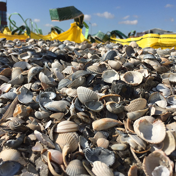 <p>Schelpen zijn naast hout een van de weinige natuurlijke producten die door de natuur worden aangemaakt. Ze worden gebruikt voor het maken van een schelpenpad, maar ook voor het isoleren van kruipruimten, vochtwering en schimmelwering. Door het hoge gehalte calciet hebben zuren, geuren en schimmels geen kans meer. Schelpen hebben een zeer laag gewicht wat komt door de holle ruimtes tussen de schelpen. Onze waddenzeeschelpen worden met behulp van een zuiginstallatie van de bodem afgezogen, waarna ze gewassen worden in een ontzilting-installatie. Leuk om te weten: Door de schelpenlaag van de zeebodem te zuigen wordt verstening van de zeebodem voorkomen. Hierdoor blijft de zeebodem open en houdt het dieren- en plantenleven de kans om voedingsstoffen op te nemen. Isolatie met schelpen is populair omdat het een onkwetsbaar isolatiemiddel is ten opzichte van alle andere, vooral in ons natte en vochtige landje. De basis van gezond en energiezuinig wonen begint immers bij een droge en warmere vloer, een zeker gevolg van goede vloerisolatie vanuit de kruipruimte. Gevolg is ook een stukje comfort, een beter binnenklimaat en minder huisstofmijt, allemaal zeker belangrijk voor de meer gevoelige mensen, zoals met cara of reuma. Schelpen, een isolatiemiddel met eeuwenlange ervaring en ook altijd naar volle tevredenheid, daarnaast een zeer milieuvriendelijk, zuiver, eerlijk en oneindig materiaal. De gewassen schelpen leverbaar worden geleverd per big bag van 1000 liter (1m kuub) of per mini bag van 500 liter (0,5 kuub). Teven zijn er voor kleinere hoeveelheden zakken verkrijgbaar van 17 liter.</p>