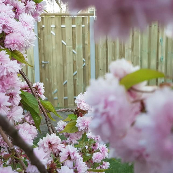 <p><strong>Tuinpoort</strong></p><p>De plankendeuren van Jonk zijn verkrijgbaar met houten en stalen frame. De schermen zijn door middel van een vacuüm- en drukmethode geïmpregneerd waardoor het landuriger beschermd is tegen schimmel en houtrot. De deuren met houten frame bestaan uit planken van 15mm dikte en degenen met stalen frame hebben een houtdikte van 15mm.</p><ul>	<li>exclusief hang en sluitwerk</li></ul><p> </p>