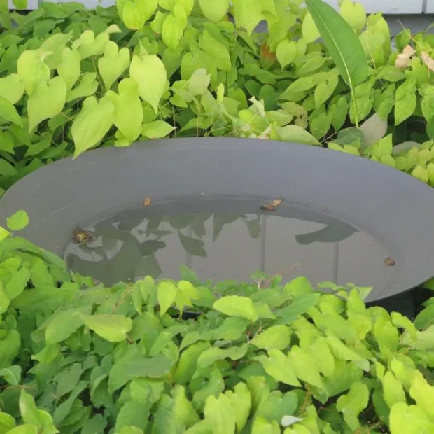 Waterschaal antraciet gecoat staal 3 mm 100x21 cm