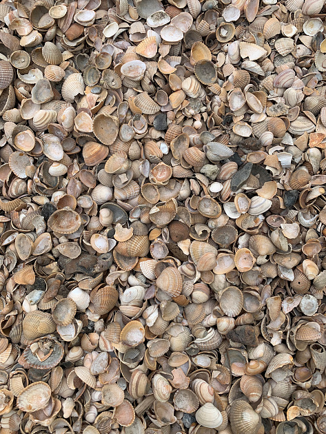 Schelpen 8-16 mm per zak