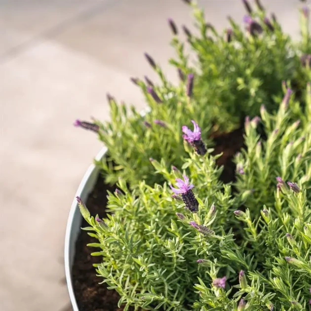 Plantenbak Bocca gecoat staal Ø100x51 cm