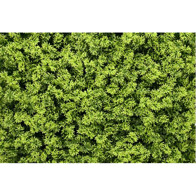 Kunsthaag Aad Mos 100x100 cm