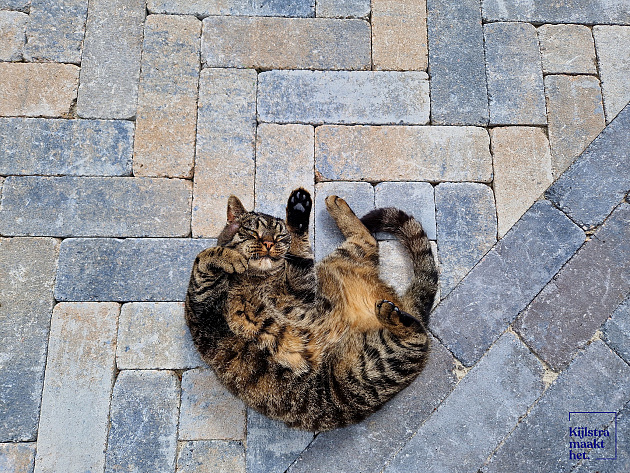 Stonique Trommel Longstone 31,5x10,5x7 cm Musselkalk