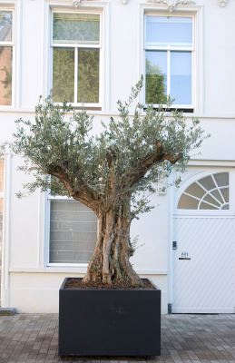 Plantenbak Carrez met bodem aluminium 40x40x40 cm