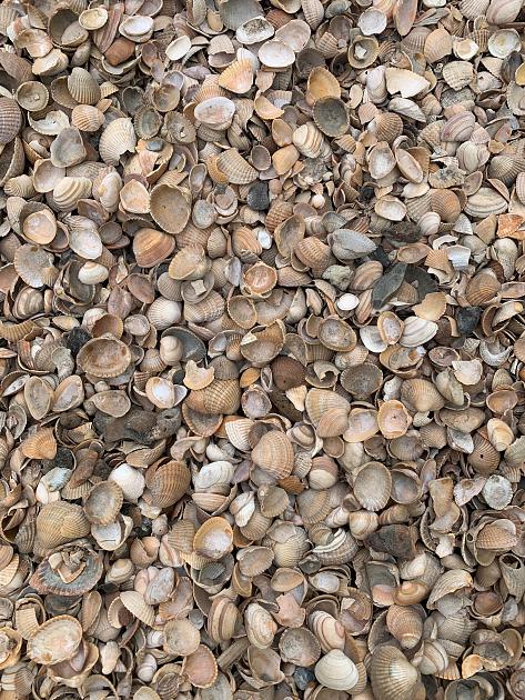 Schelpen 8-16 mm incl. Bigbag (1 m³)