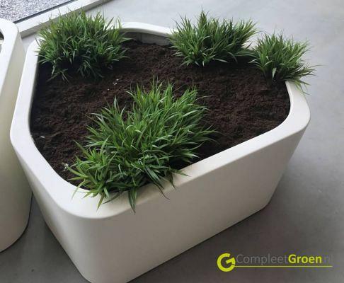 Plantenbak Shape polyester 130x126x60 cm