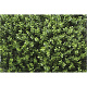 Kunsthaag Sylvana Buxus 100x100 cm